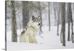 A Wolf Sitting In A Snowfall In A Forest