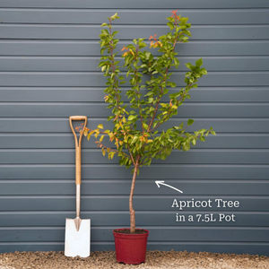 'Alfred' Apricot Tree
