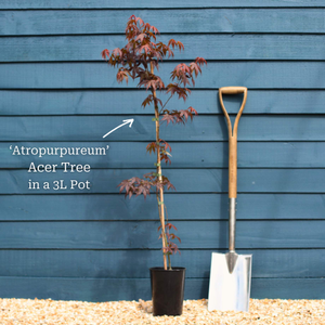 Purple Japanese Maple Tree | Acer palmatum 'Atropurpureum'