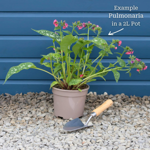 Pulmonaria 'Shrimps on the Barbie'