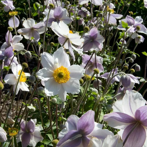Anemone 'Ruffled Swan'
