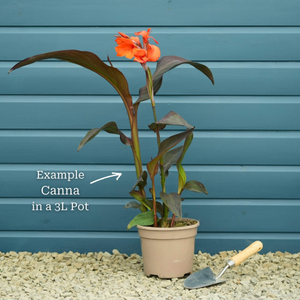 Canna 'Cannova Bronze Scarlet'