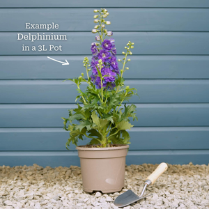 Delphinium elatum 'Faust'