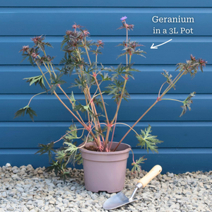 Geranium 'Azure Rush'