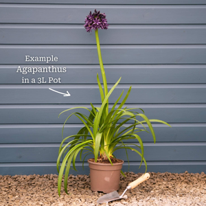 Agapanthus 'Poppin Purple'