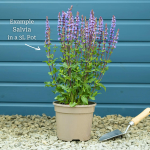 Salvia 'Sensation Deep Blue'