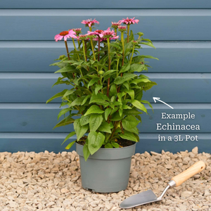 Echinacea 'SunSeekers Orange'