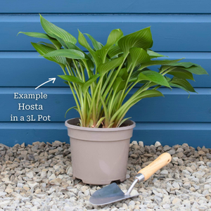 Hosta 'Devon Green'