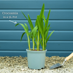 Crocosmia 'Emily McKenzie'