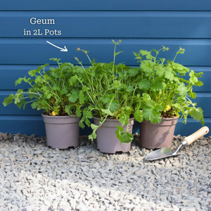 Geum 'Mai Tai'