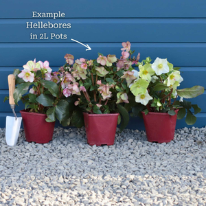 'Liara' Helleborus x Lemperii | Hellebore Gold Collection®