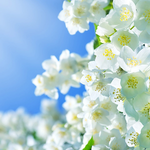 Jasmin Fragrance - Allergen Free - 50g