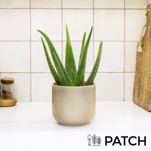 PATCH Franky The Aloe Vera with Pot