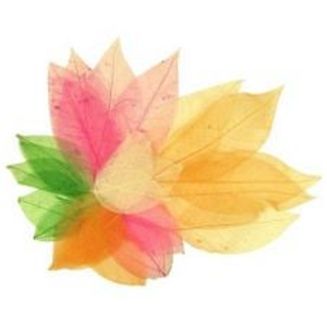 Skeleton Leaves Assorted Colours & Sizes - Pack of 20