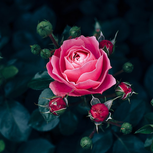 Rose Fragrance - Allergen Free - 50g