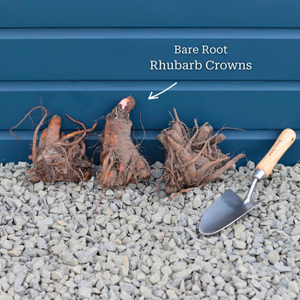 'Victoria' Rhubarb Plant