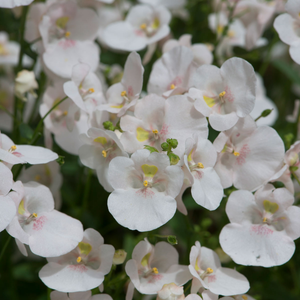 Diascia Diamond White Blush| Tray of 28 Value Large Plug Plants 
