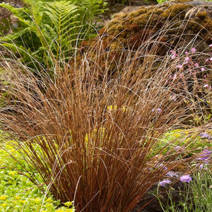Carex Red Rooster