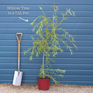 Scarlet Willow Tree | Salix alba 'Chermesina'