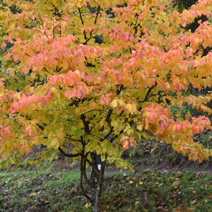 Persian Ironwood Tree | Parrotia persica 'Bella'