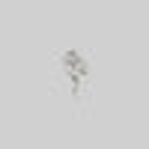 AMOR. Silver Rose Stem Stud Earring - Helix/Tragus - Silver / Single Right Ear