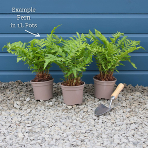 Male Fern | Dryopteris Filix Mas
