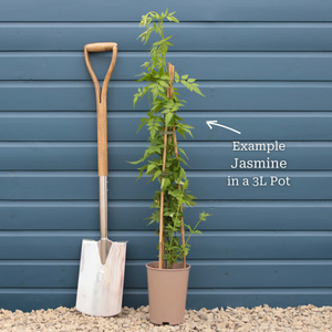 Jasmine 'Clotted Cream' | Jasminum officinale