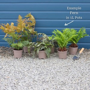 Woodland Fern Collection