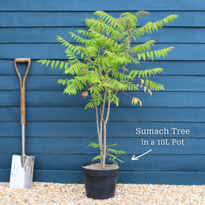 Smooth Sumach Tree | Rhus glabra