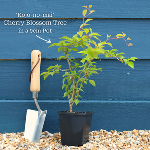 Dwarf Fuji Cherry Blossom Tree | Prunus incisa 'Kojo-no-mai'