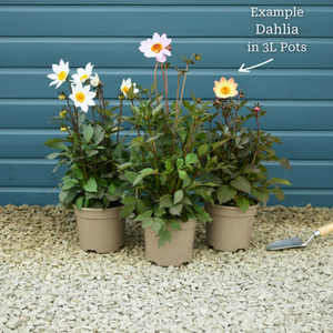 Premium Dahlia Plants Collection
