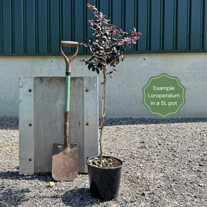 Patio Loropetalum Tree | Loropetalum 'Fire Dance'