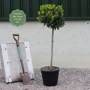 Bay Laurel Tree | Laurus nobilis