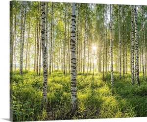 Birch Forest
