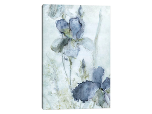 Morning Iris