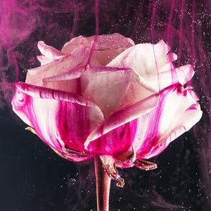 Flower Bomb Fragrance Oil - 50g