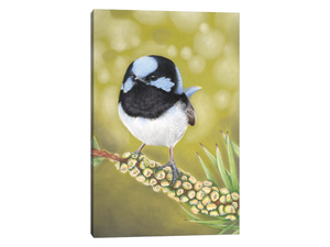 Mr Superb Fairy Wren
