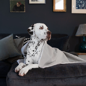 Dog & Puppy Blanket in Spots & Stripes by Lords & Labradors
