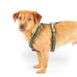 Ivy Dog Harness by DWAM