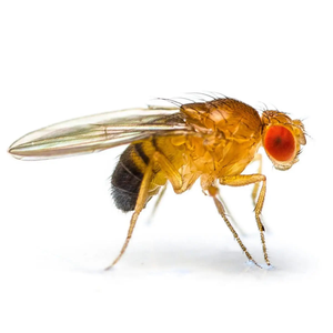 Golden Fruit Flies 1-2mm