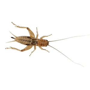 Mini Silent Brown Crickets 3-4mm