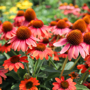 Sombrero Poco™ Hot Coral Coneflower