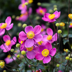 Anemone Pretty Lady Diana