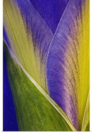 Close-up of Iris blossom