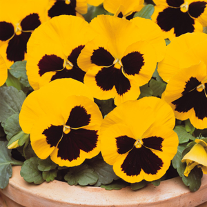 Pansy Matrix Yellow Blotch | Tray of 350 Plug Plants