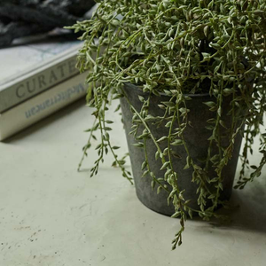 Artificial Trailing Senecio in Pot