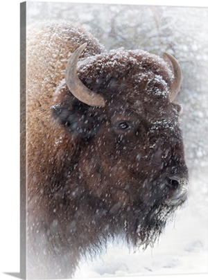 Buffalo In Snow