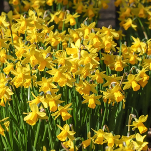 Narcissus Tete a Tete Bulbs | Pack of 500 Miniature Daffodil