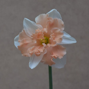 Narcissus 'Apple Pie' Bulbs