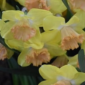 Narcissus 'Colour Run' Bulbs